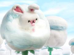 집 나간 소재를 찾습니다