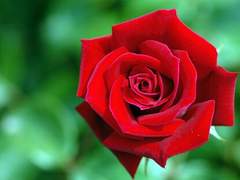 [리츠레이] 장미꽃 한송이-레이