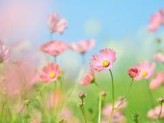 시노 / 254 / 무성 / 여우요괴