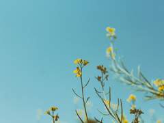 [체르수아] 흩어진 여름