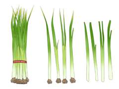 [클립스튜디오 브러시] 대파 한 단 브러시