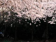 솔부 극점의 콘체르토