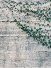 우로보로스: 이계의 이례