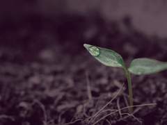 자라는 새싹의 꿈