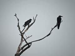 Epilogue, 방랑하는 묘지기