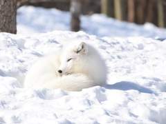 본인이 수인인거 숨기면서 숙소 생활 하다가 들켜버린 북극여우 박채원이 보고 싶었다 이거예요.