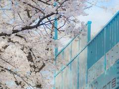 니라야마 프로필