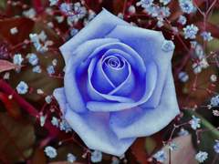 220613) 란지에 로젠크란츠