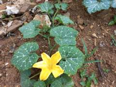 피붙이가 뭐길래!