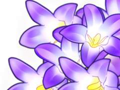 캄파눌라 포텐슐라지아나