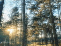 TEAM N0: 사기캐 센티넬들과 살아가야 한다면