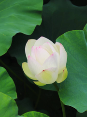 여리박빙(如履薄氷)