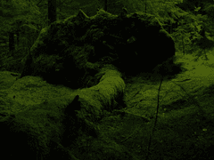 모리히로 마루 성장 비밀 프로필