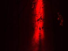 망령의 시즌 + 잡담