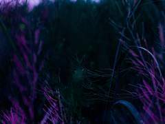 그것은 죽어가는 인생의 권태의 소리외다.