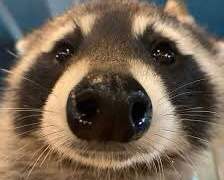 놀랍게도 죽지않고 돌아온 오타쿠