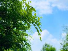 여름. 탄신일. 가족. 그리움.