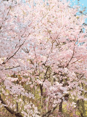 일상 사진, 이야기