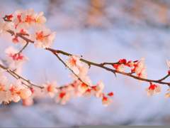 [청당] 암존의 곰방대에 관해