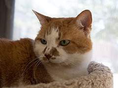 파라노이드 실버 클럽