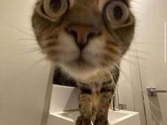 동면쥐 글 커미션