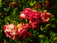 브베의 일상 모음 (잠시 어렸을때 살던 꼭대기에 올라가 봤다)