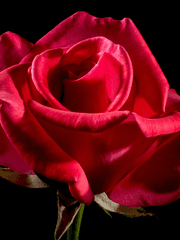 Rose: What is your color?