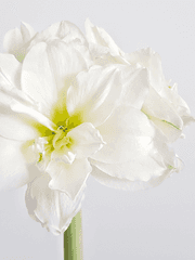 [BL] 아마릴리스