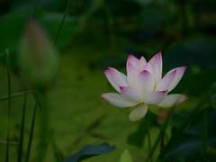 연화(蓮過)전 00