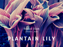 [인터랙티브/타이만] Plantain Lily