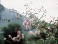 梅一生寒不賣香.