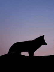 잇는 자와 두 마리