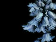 [일소가명] 고전적 조건형성