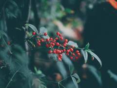 [베네아젬]お手合わせ