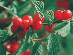 앵두나무 사랑 걸렸네 2