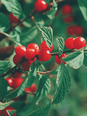 앵두나무 사랑 걸렸네