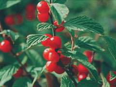 앵두나무 사랑 걸렸네 1