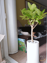 식물집사의 diary