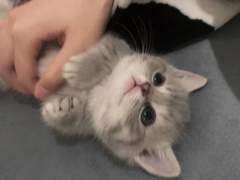 하이큐드림 이나리자키 역하렘 수인물 2