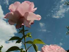 소라쇼바 너랑 함께했던 시간들이 지겨웠다.