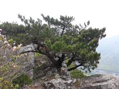 삼거리가 그냥 좋다