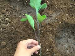 [농사일기] 가지 모종 심기, 상추 수확