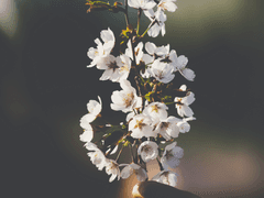 🌸밤벚꽃 타로 커미션🌸