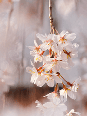 밤벚꽃 글 커미션