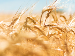 [메르코무] 에움길 1