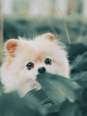 보스 대디 베이비