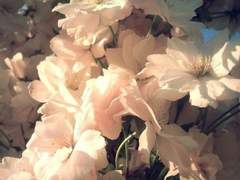 다복팔당多福八堂