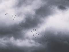 검게 그을린 노래가*