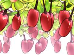 당매자 나무 브러쉬