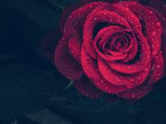 사랑에 빠지는 3단계